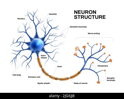 Realistische Darstellung der anatomischen Struktur und des Funktionsschemas von Neuronen Stock Vektor