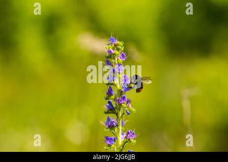 Eine Hummel, die auf Nektar aus einem Echium vulgare fastert. Blühende Wiese im sonnigen Sommertag. Echium vulgare, wunderschöne Wildblumen. Sommerrückendruck mit Blumenmuster Stockfoto