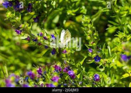 Ein Schmetterling, der auf Nektar aus einem Echium vulgare schürfend ist. Blühende Wiese im sonnigen Sommertag. Echium vulgare, wunderschöne Wildblumen. Sommerrückendruck mit Blumenmuster Stockfoto