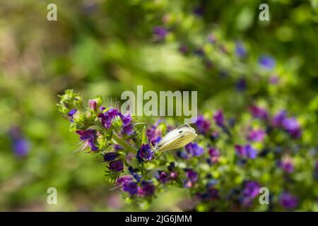 Ein Schmetterling, der auf Nektar aus einem Echium vulgare schürfend ist. Blühende Wiese im sonnigen Sommertag. Echium vulgare, wunderschöne Wildblumen. Sommerrückendruck mit Blumenmuster Stockfoto