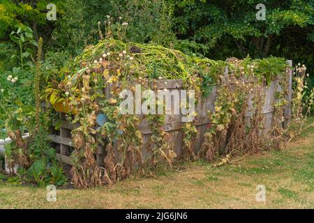 Zuteilung, Gemüse, Pflaster, Komposthaufen, Kohlpflaster, Planung, Layout, organische Ziele, Pflanzen, die Sie anbauen, Ernte, Bio-Gartenarbeit, Brassiken. Stockfoto