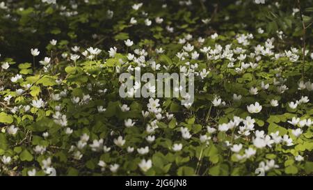 Weiße Oxalis blüht im Frühjahr im Wald. Stockfoto