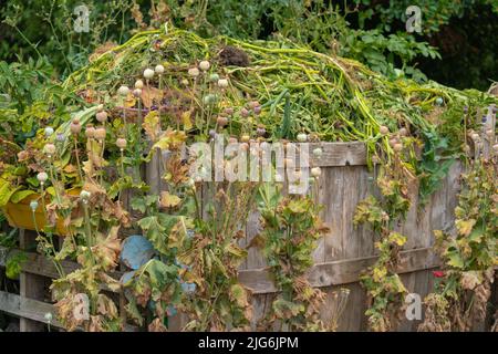 Zuteilung, Gemüse, Pflaster, Komposthaufen, Kohlpflaster, Planung, Layout, organische Ziele, Pflanzen, die Sie anbauen, Ernte, Bio-Gartenarbeit, Brassiken. Stockfoto