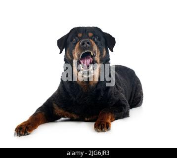 Reinrassige alte Rottweiler vierzehn Jahre vor weißem Hintergrund Stockfoto