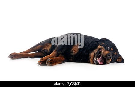 Reinrassige alte Rottweiler vierzehn Jahre vor weißem Hintergrund Stockfoto