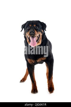 Reinrassige alte Rottweiler vierzehn Jahre vor weißem Hintergrund Stockfoto