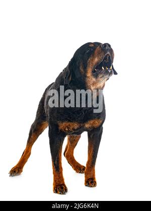 Reinrassige alte Rottweiler vierzehn Jahre vor weißem Hintergrund Stockfoto