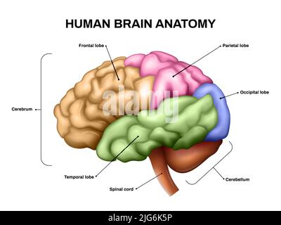 Realistisches anatomiges Schema des menschlichen Gehirns mit verschiedenen Teilen in Farbvektordarstellung Stock Vektor