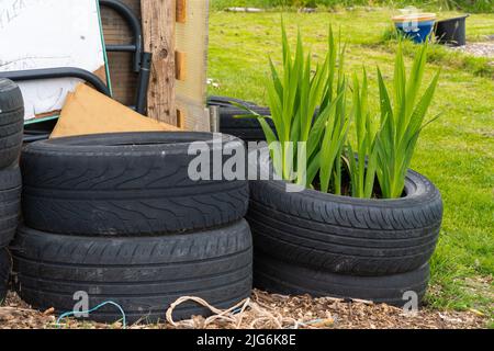 Zuteilung, Gemüse, Pflaster, Komposthaufen, Kohlpflaster, Planung, Layout, organische Ziele, Pflanzen, die Sie anbauen, Ernte, Bio-Gartenarbeit, Brassiken. Stockfoto