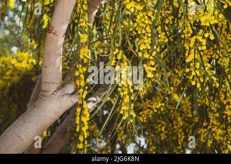 Schöne blühende Mimose - Acacia dealbata. Nahaufnahme, selektiver Fokus Stockfoto