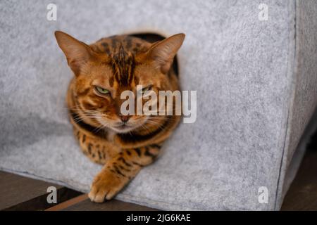 Porträt einer wütenden bengalischen Katze, die sich in einem grauen Katzenhaus versteckt Stockfoto