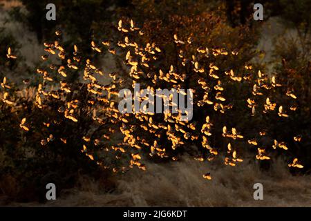 Schwarm von Rotschnabel-Queleas (Quelea quelea), die bei Sonnenuntergang fliegen, Etosha National Park, Namibia Stockfoto