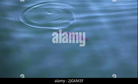 Der Fisch schwimmt im klaren Wasser des Sees und spritzt aus dem Wasser. Stockfoto