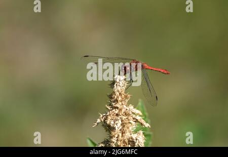 Die Fliege Safran rot lebt in den ukrainischen Wäldern Stockfoto