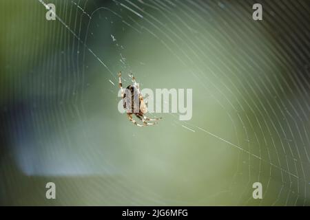 Spider Common Cross sitzt auf einem Netz, das in den ukrainischen Wäldern lebt Stockfoto