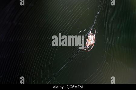 Spider Common Cross sitzt auf einem Netz, das in den ukrainischen Wäldern lebt Stockfoto