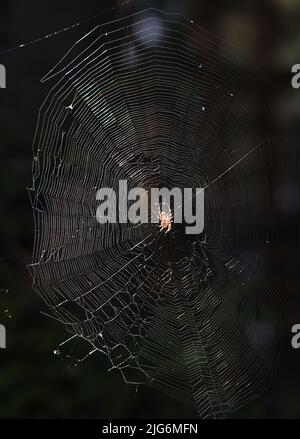 Spider Common Cross sitzt auf einem Netz, das in den ukrainischen Wäldern lebt Stockfoto