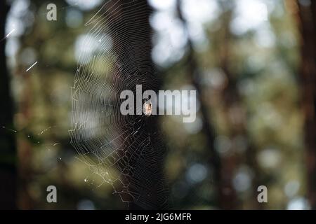 Spider Common Cross sitzt auf einem Netz, das in den ukrainischen Wäldern lebt Stockfoto