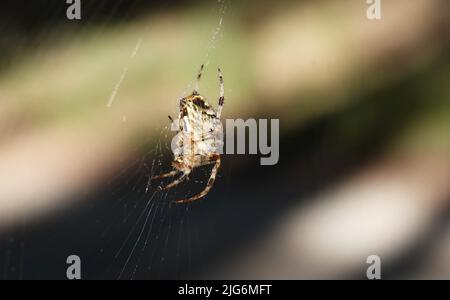 Spider Common Cross sitzt auf einem Netz, das in den ukrainischen Wäldern lebt Stockfoto