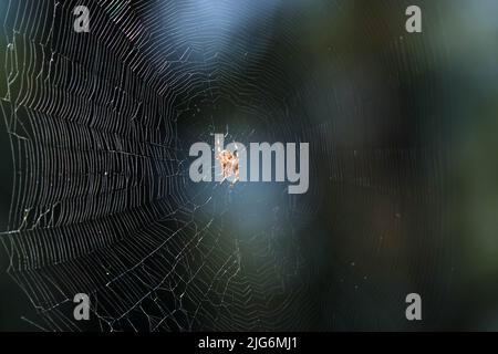 Spider Common Cross sitzt auf einem Netz, das in den ukrainischen Wäldern lebt Stockfoto