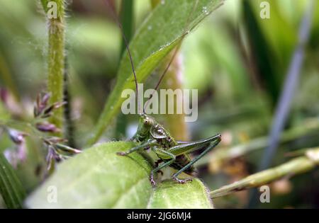 Grüne Heuschrecke auf einem Blatt im Gras Stockfoto