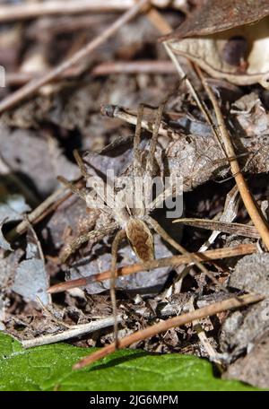 Spider Wolf lebt in ukrainischen Wäldern Stockfoto