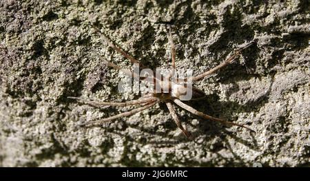 Spider Wolf lebt in ukrainischen Wäldern Stockfoto