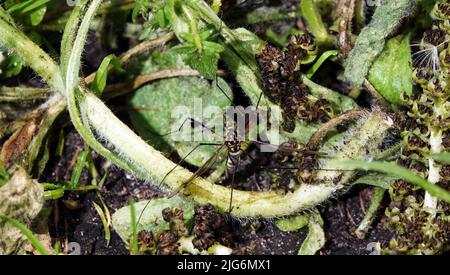 Große Mücke im grünen Gras und Blättern Stockfoto