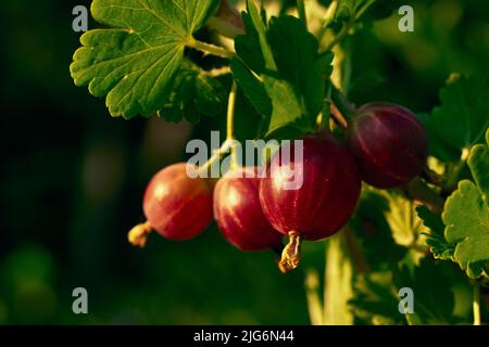 Nahaufnahme Rosa Stachelbeerfrüchte reifen am Ast im Garten in der Morgensonne Stockfoto