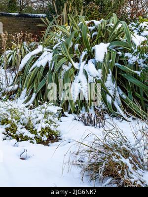 Phormium (neuseeländischer Flachs) mit Schnee bedeckt. Diese große Pflanze dominiert einen Garten nach Schnee in Yorkshire. Stockfoto