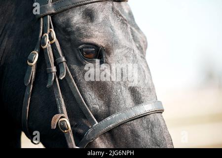 Was für eine Schönheit. Nahaufnahme eines majestätischen schwarzen Pferdes mit einem Zaumzeug. Stockfoto