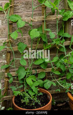 Süße Erbsen, die neben einer Hauswand hölzerne Gitterstützen aufwachsen. Die Pflanzen wachsen in Töpfen. Stockfoto