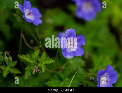 Purpurrote, winterharte Geranie 'Rozanne' in Blüte. Stockfoto