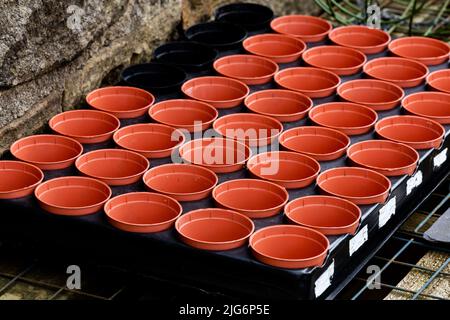 Kleine Plastikpflanzen-Töpfe in einem Tablett. Die Töpfe werden für das Eintopfen auf Sämlinge verwendet. Stockfoto