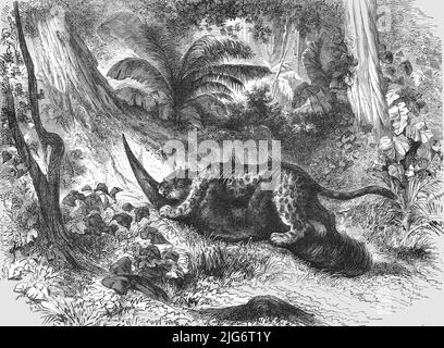 „Konflikt zwischen Jaguar und Ameisenfresser; Eine Reise auf die Trombetas“, 1875. [Tierwelt in der Region des Amazonas am Trombetas-Fluss in Südamerika]. Aus, 'Illustrated Travels' von H.W. Bates. [Cassell, Petter, and Galpin, c1880, London] Belle Sauvage Works.London E.C. Stockfoto