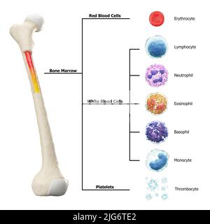 Knochenmark und Blutzellen Bildung Diagramm . Hämatopoiese . Oberschenkelknochen mit Typ der Blutzelle . Erythrozyten Lymphozyten Neutrophil Eosinophil Baso Stockfoto