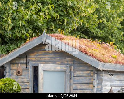 Blau-grauer Holzgartenschuppen mit einem Wohndach im britischen Garten. Stockfoto