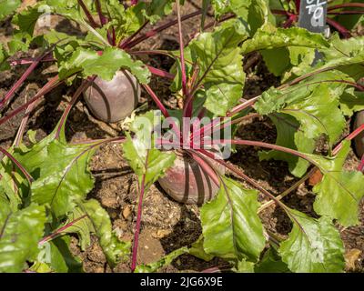 Rote Bete bereit für die Ernte in einem britischen Gemüsegarten. Stockfoto