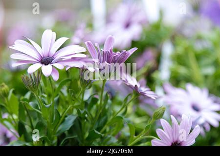 Lila Dimorphotheca ecklonis blüht. Draufsicht. Stockfoto