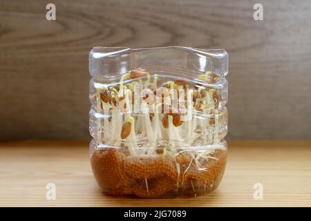 Wasserspinat Sämlinge, die in einer wiederverwendbaren PET-Wasserflasche als essbare hydroponische Zimmerpflanzen wachsen Stockfoto