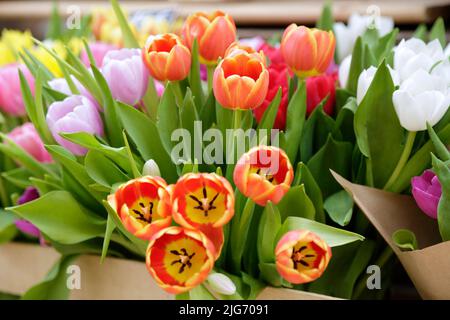 Hintergrund von bunten Tulpen. Stockfoto