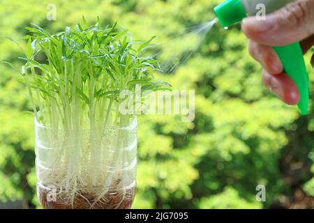 Wasser Spinat hydroponic Microgreens als Houseplant gezüchtet, die auf dem Balkon bewässert werden Stockfoto