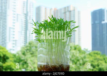 Wasserspinat hydroponische Mikrogreens, die als Urban Houseplant mit verschwommenen Wolkenkratzern im Hintergrund angebaut werden Stockfoto