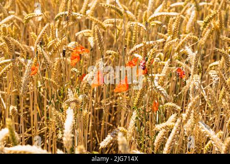 Mohnblumen Im Gerstenfeld Stockfoto