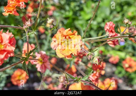 Red Geum Scarlet Tempest blüht in Dublin, Irland. Stockfoto