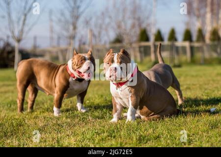 Zwei Chocolate Colour American Bully Hunde sind unterwegs Stockfoto