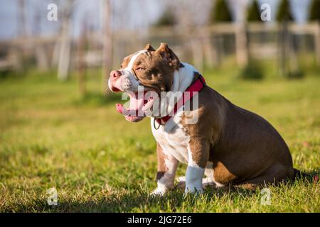 Schokoladenfarbe American Bully Hund gähnt grünes Gras Stockfoto