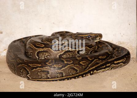 Eine kürzlich durchschlagte Central African Rock Python hat helle Markierungen, aber ein wenig dunkler als ihre nahe Verwandte, die Southern African Rock Python. Stockfoto