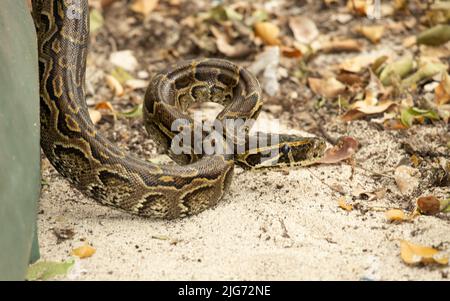 Eine kürzlich durchschlagte Central African Rock Python hat helle Markierungen, aber ein wenig dunkler als ihre nahe Verwandte, die Southern African Rock Python. Stockfoto