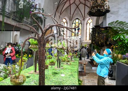 Beelitz, Deutschland. 08.. Juli 2022. Die Blumenschau in der Stadtpfarrkirche St. Mary-St. Beelitz Nikolai zeigt derzeit „überraschende Botschaften – reine Harmonie von Grün und Exotik“ anlässlich der staatlichen Gartenschau von Laga. Hier ist ein Blick auf fleischfressende Pflanzen. Wechselnde Blumenschauen sollen Inspiration für die eigene Garten- und Balkongestaltung bieten. Quelle: Jens Kalaene/dpa/ZB/dpa/Alamy Live News Stockfoto